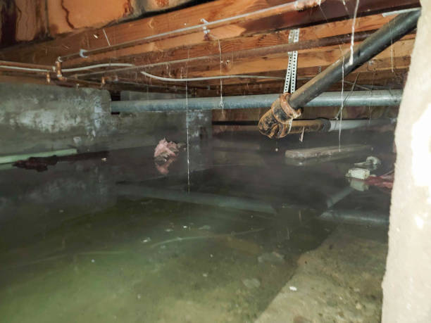Best Water damage repair service  in French Lick, IN