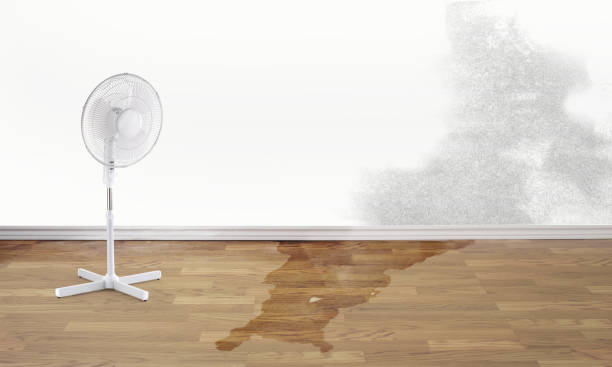 Best Water damage cleanup near me  in French Lick, IN